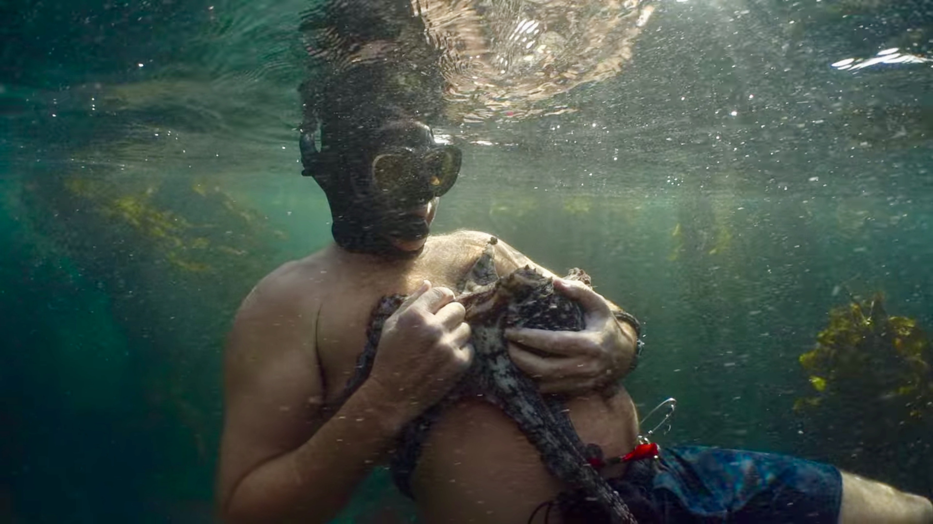 문어와 교감하고 있는 크레이그. 실제로 문어는 사람을 구별해낸다. 친하고 믿을 만한 사람에게는 살갑게 구는 것이다. © 넷플릭스