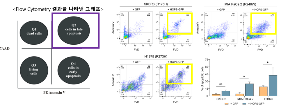 (+GFP : empty vector 감염 / +HOPS-GFP : HOPS-encoding vector 감염)