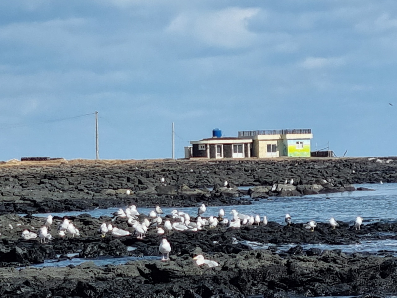 갈매기랑 17:1로 싸울 뻔했습니다