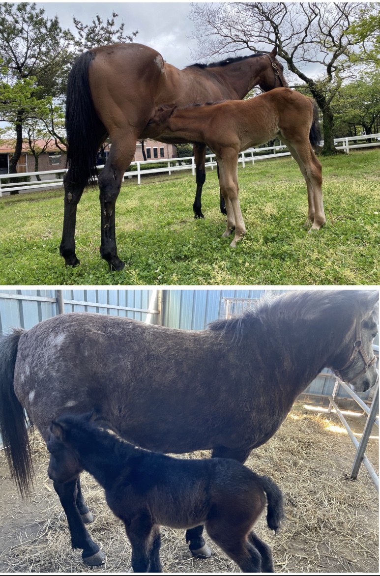 (위) 더러브렛 어미와 망아지 (아래) 제주마 어미와 망아지