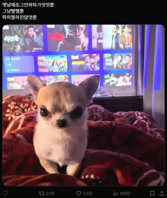 이미지 = X캡처 (https://x.com/chihuahuarchive/status/1936704923028394282)