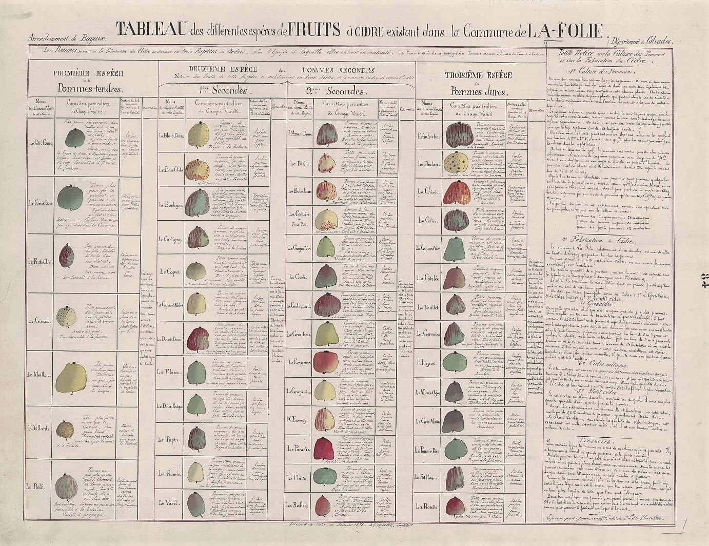 The first classifications of cider fruit - late 19th century