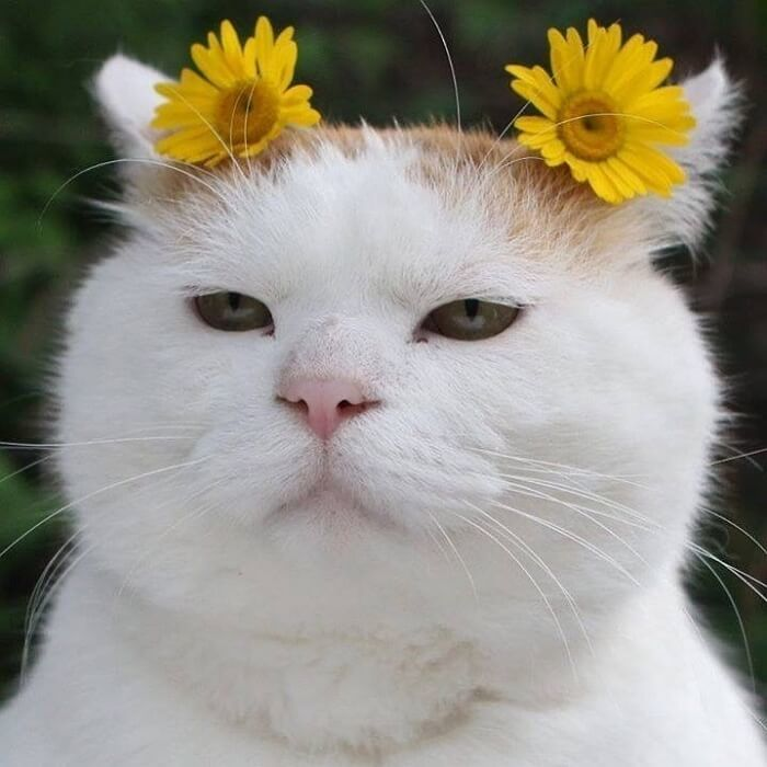 이미지 = 애니멀플래닛 캡쳐 (https://m.animalplanet.co.kr/contents/?artNo=7495)