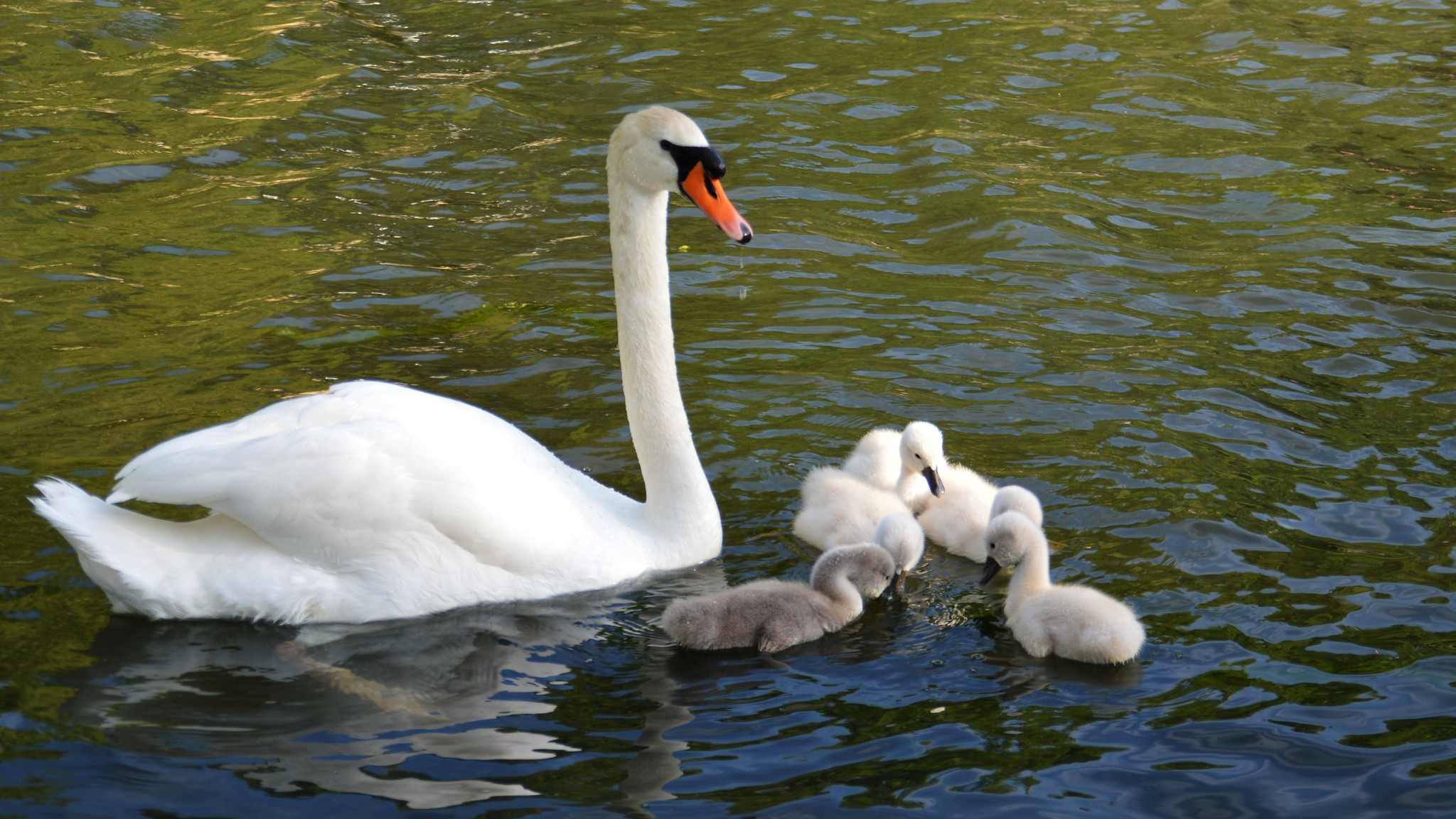혹고니와 미운 오리 새끼들
