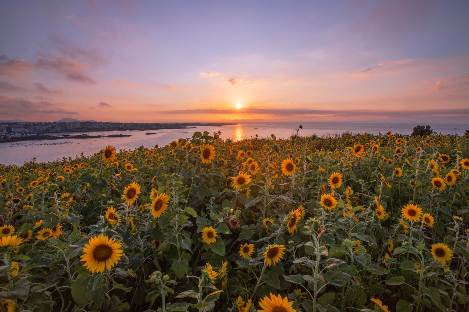 📸 주제를 더 명확하게 보여주는 2/3 – 1/3 구도의 썸네일 이미지