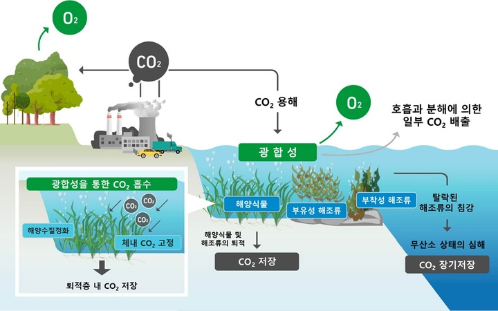 해양생태계 탄소저장 모식도(출처: 뉴시스)