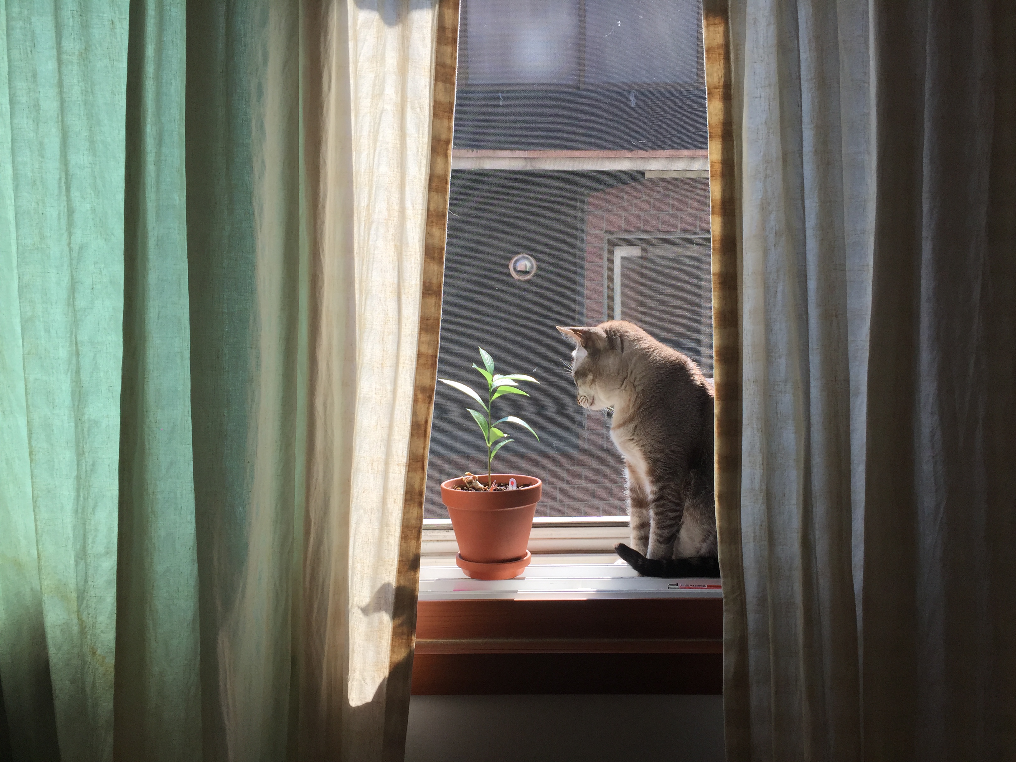 2015년. 생후 대략 4개월이 된 바오밥.