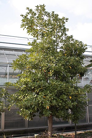 이게 바로 후박나무입니다. 호박이 아닙니다.