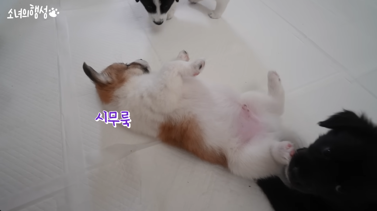 집사한테 혼나고 시무룩해진 랫서씨와 그러든 말든 남의 발로 발사탕 중인 흑미씨