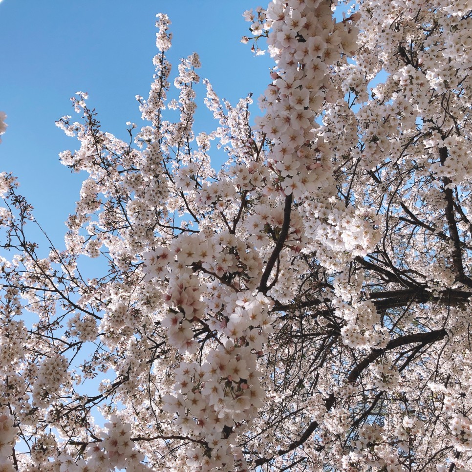 2021. 4월의 봄 @니니