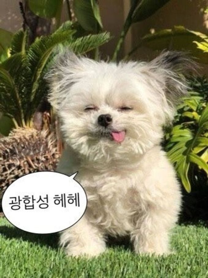 이미지 = 네이버 블로그 캡처 (https://m.blog.naver.com/smkh15112/222855572670)  