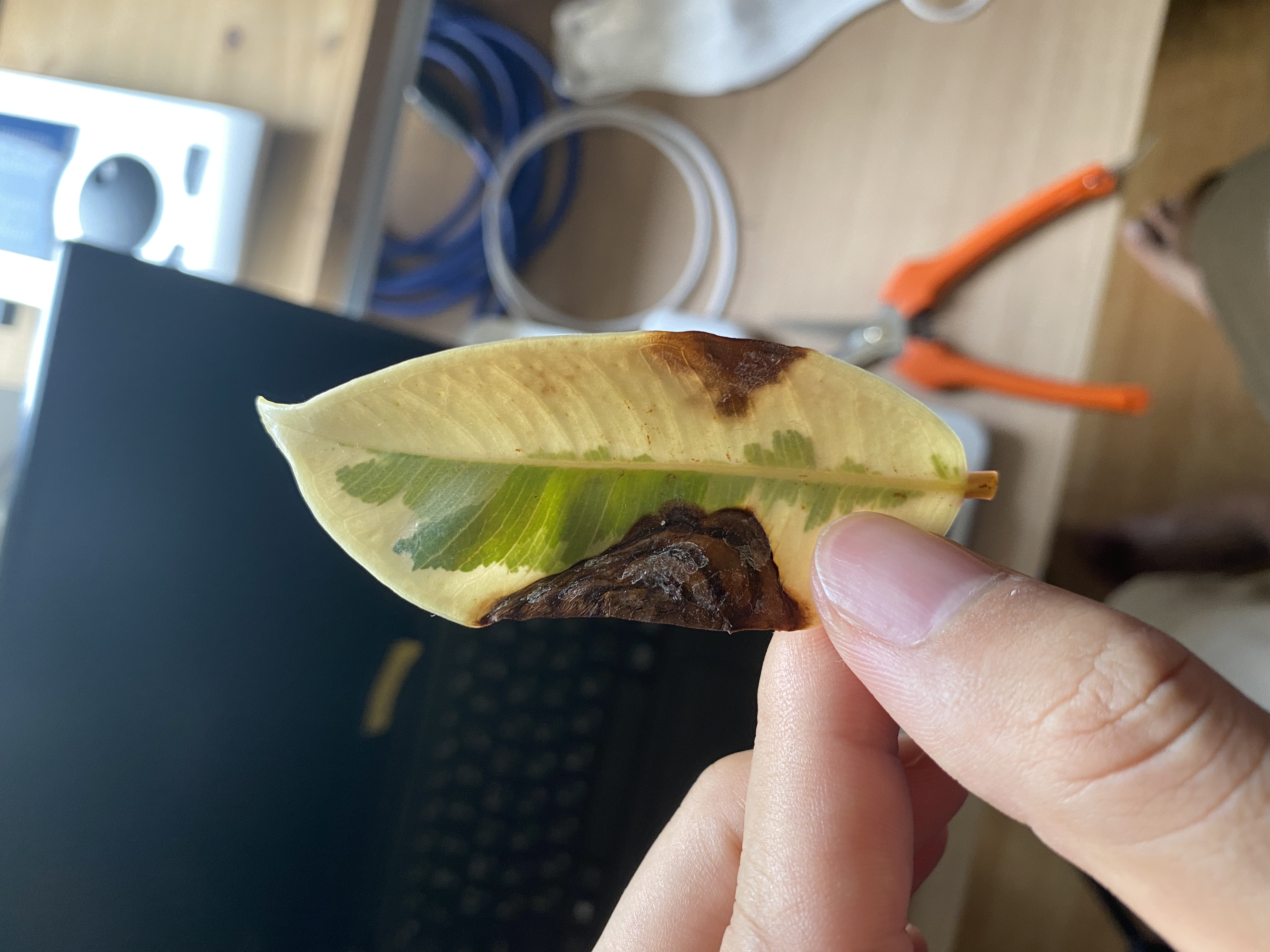 입 속의 검은 잎