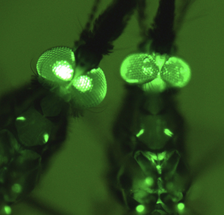 🧬 Can a Genetic Switch Stop Malaria? (유전자 스위치로 말라리아를 막을 수 있을까?)의 썸네일 이미지